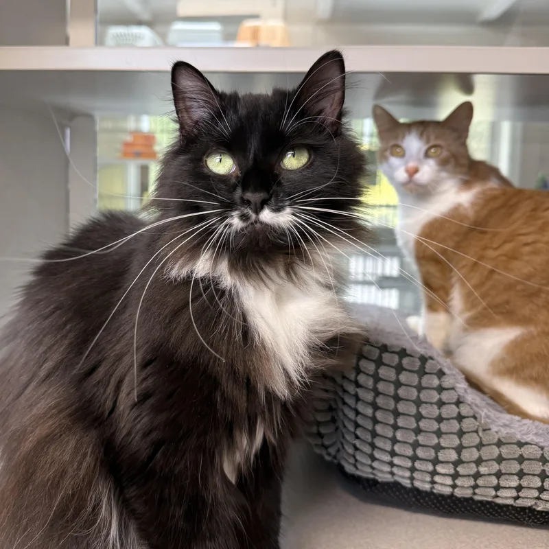 Boots & Ginger thumbnail 3