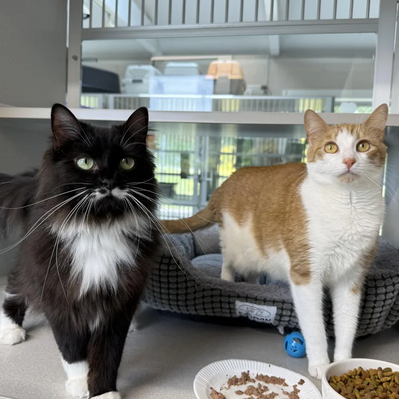 Boots & Ginger thumbnail 4