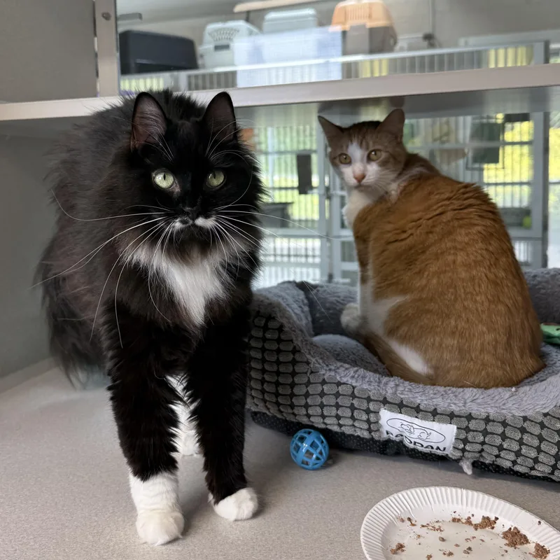 Boots & Ginger thumbnail 5