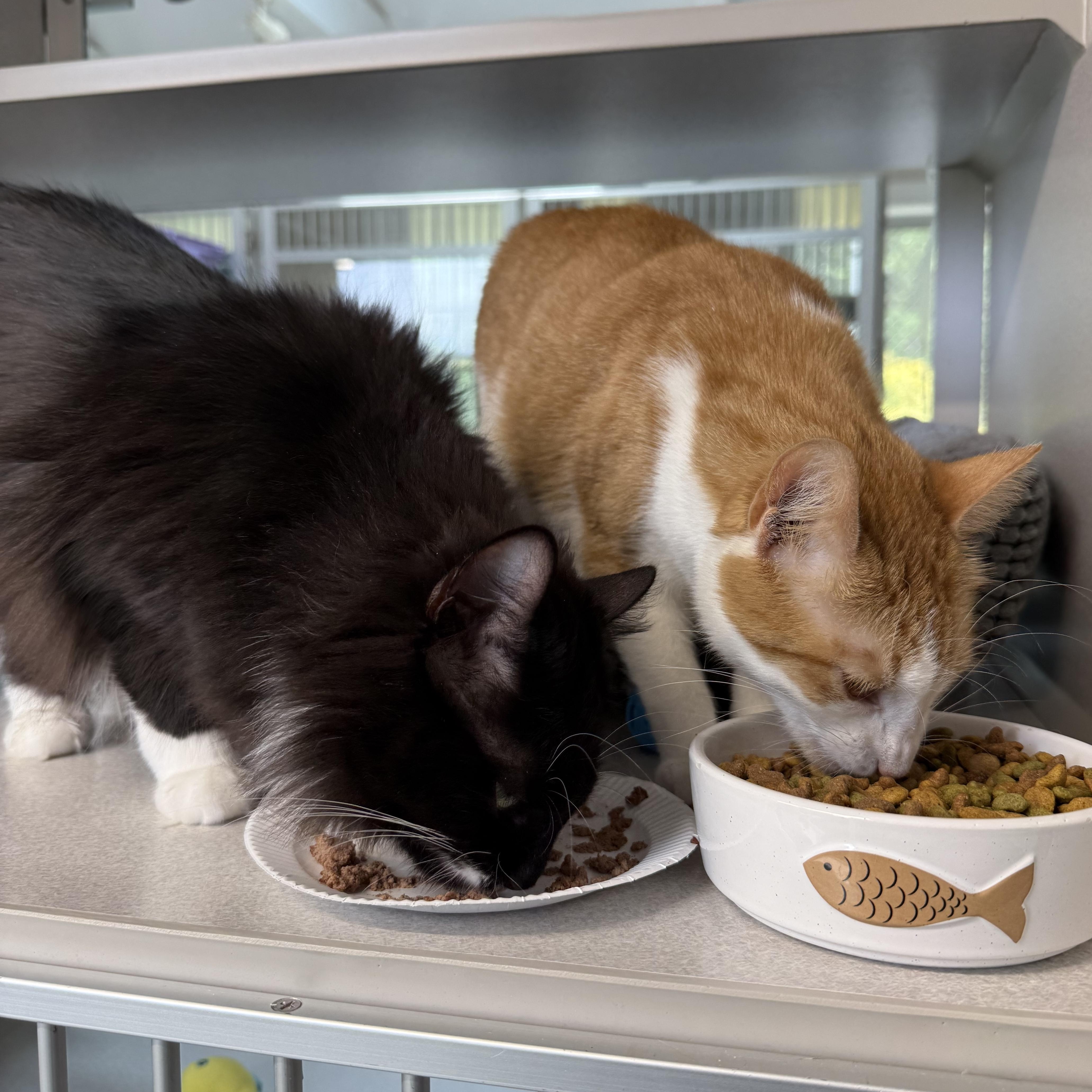 Boots & Ginger thumbnail 6