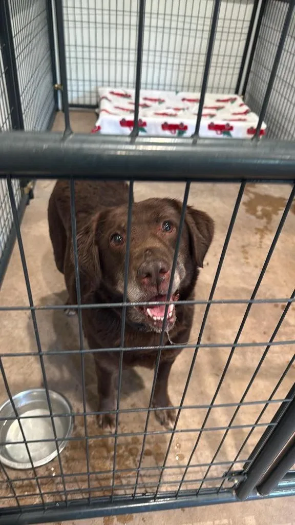 An adult medium-sized female Labrador Retriever dog named Gemma for adoption in Ashland, WI