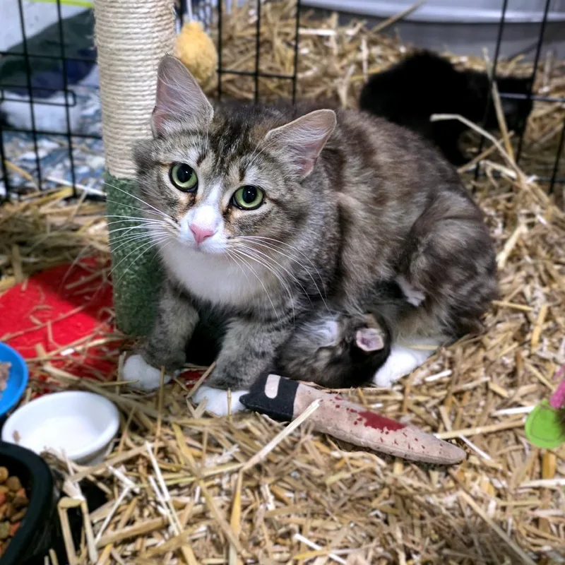 A young medium-sized female Brown / Chocolate Domestic Medium Hair cat named Meowfoundland for adoption in Clarksville, TN