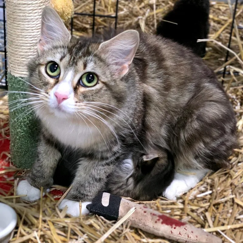 Meowfoundland thumbnail 2