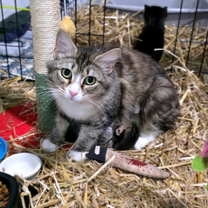Meowfoundland thumbnail 3