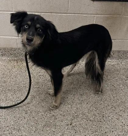 A young medium-sized female Black Mixed Breed dog named Zara for adoption in Kansas City, MO