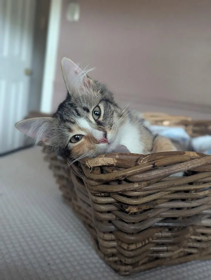 Alanis Meowisette