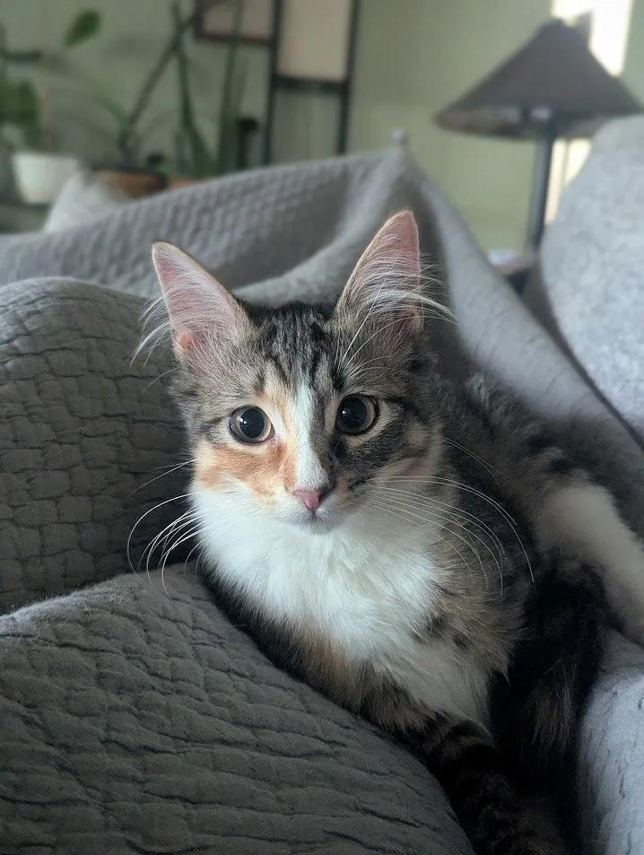 Alanis Meowisette thumbnail 2
