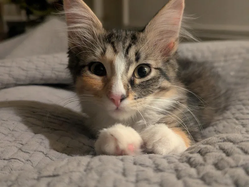 Alanis Meowisette thumbnail 3