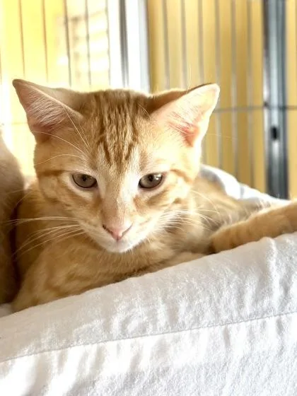 A baby small-sized male Domestic Short Hair cat named Queso for adoption in New Orleans, LA