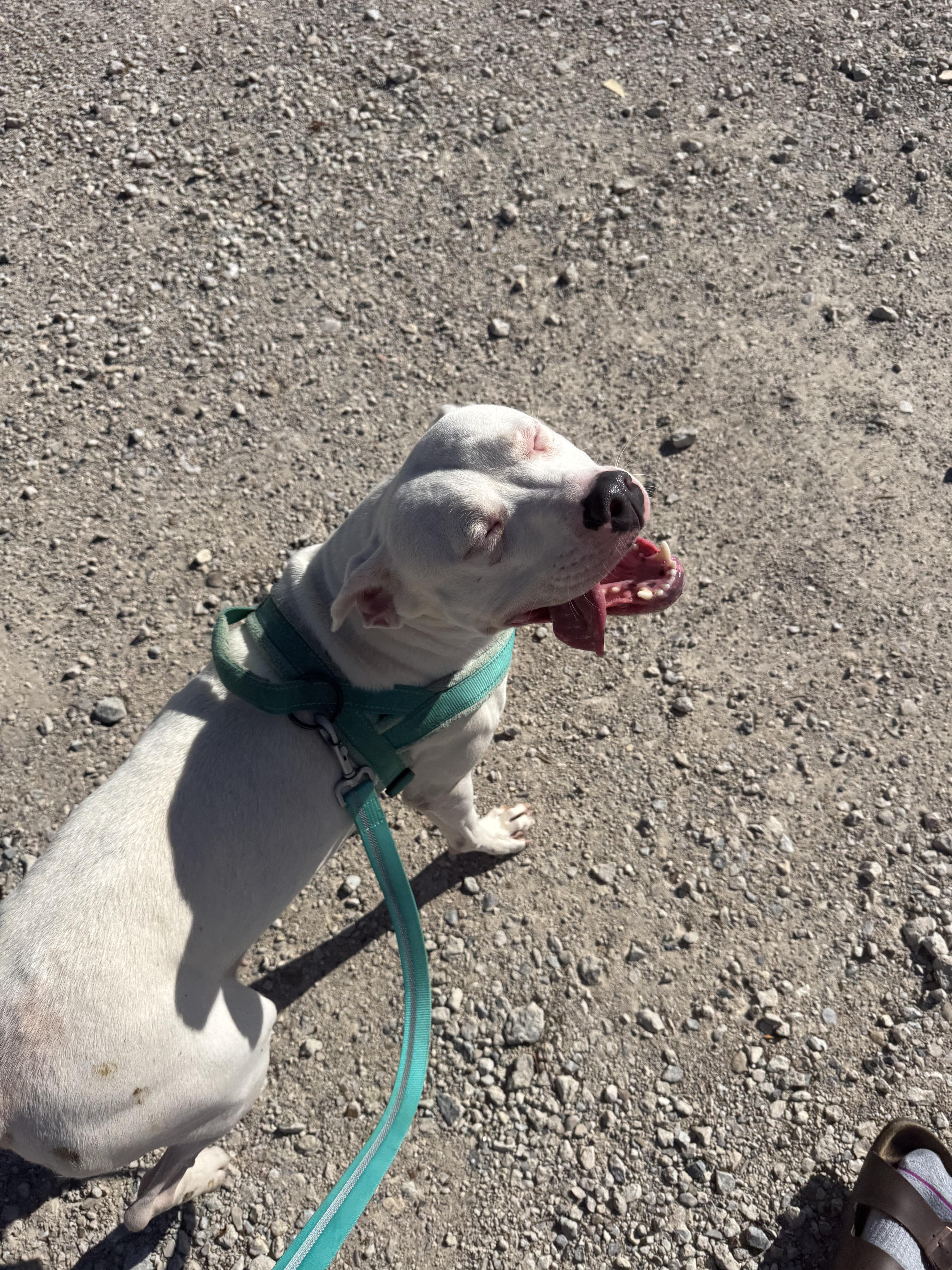 An adult medium-sized female White / Cream Mixed Breed dog named Callie for adoption in GREENVILLE, TX