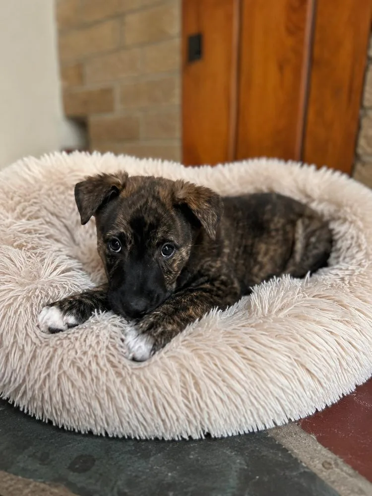 A baby medium-sized male Mixed Breed dog named Hunter for adoption in Jefferson Hills, PA