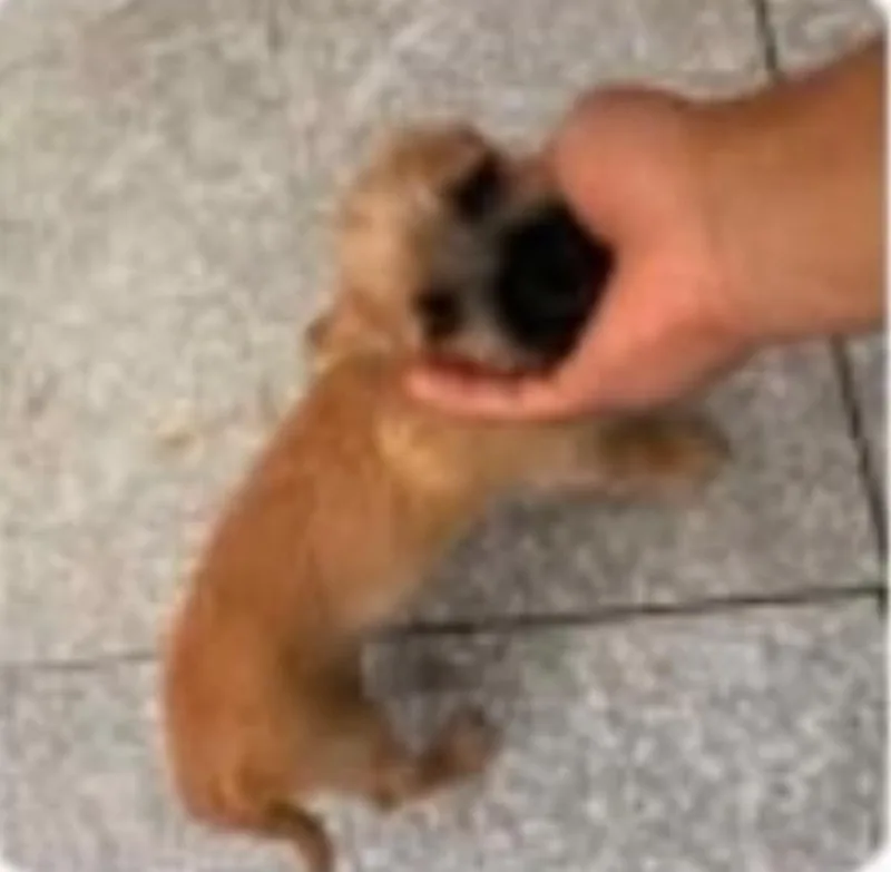 A baby small-sized male Pug dog named Woof for adoption in Zimmerman, MN