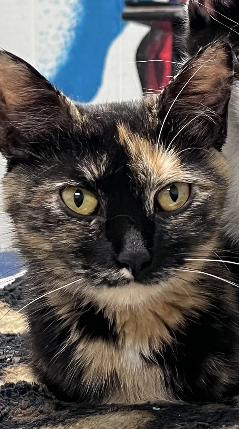 Penny