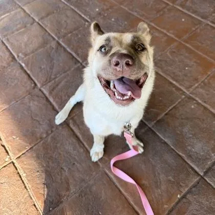 A young medium-sized female Husky dog named Nessie for adoption in Merriam, KS