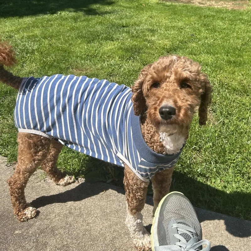 An adult medium-sized female Red / Chestnut / Orange Miniature Poodle dog named Shaggy for adoption in Sinking Spring, PA
