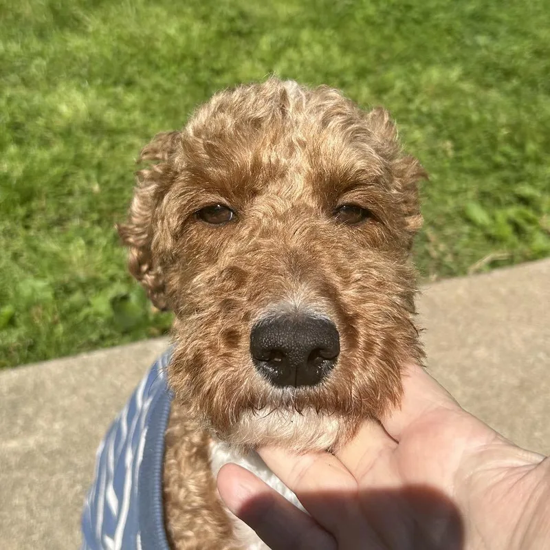 Shaggy thumbnail 3