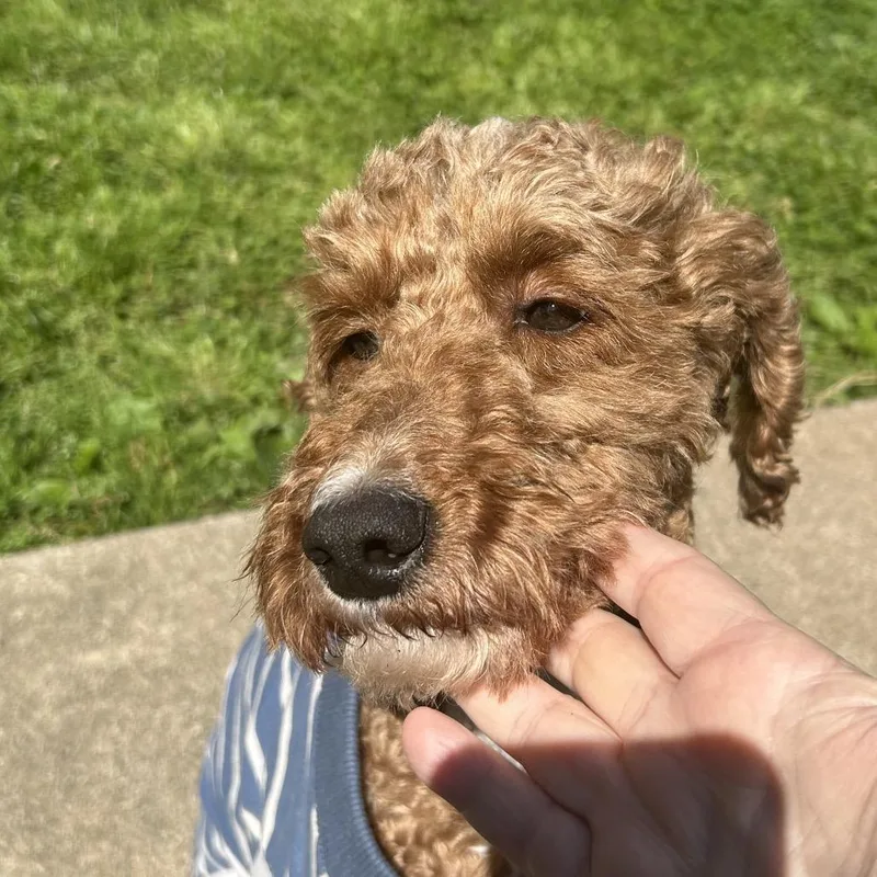 Shaggy thumbnail 6