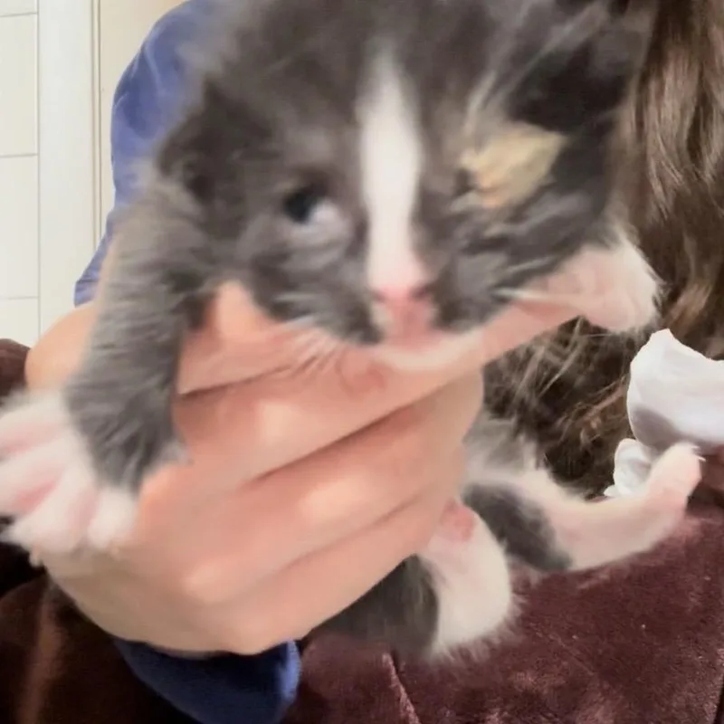 A baby small-sized female Black Domestic Short Hair cat named Chip for adoption in Brooklyn, NY