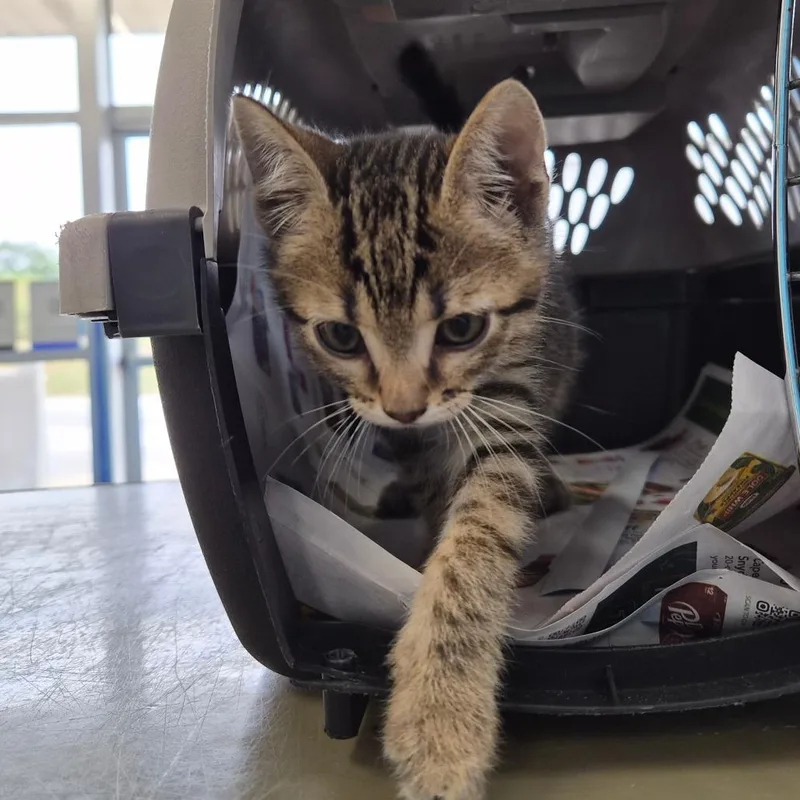 A baby small-sized male Domestic Short Hair cat named Bubba for adoption in Montgomery, AL