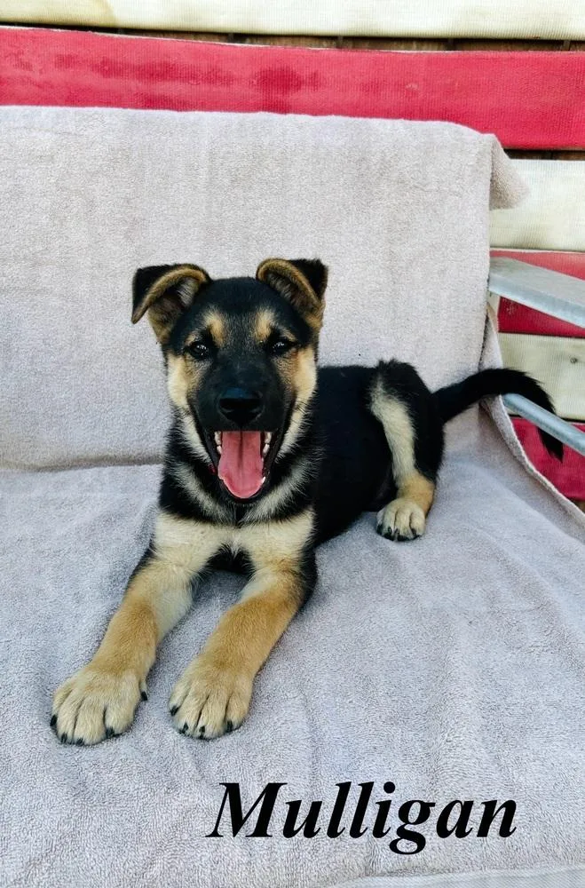 A baby large-sized male Brown / Chocolate German Shepherd Dog dog named Mulligan for adoption in Pleasant Hill, CA