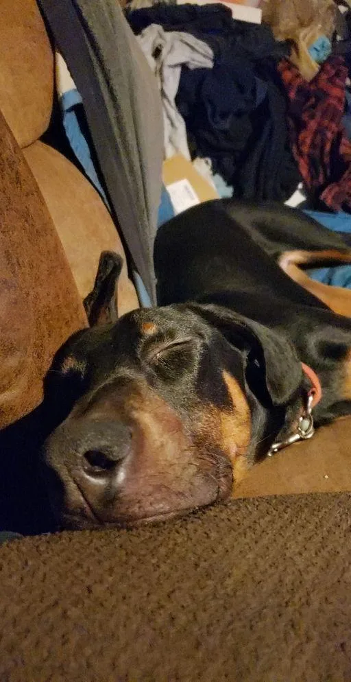 An adult large-sized male Doberman Pinscher dog named Maxwell for adoption in Parrish, FL