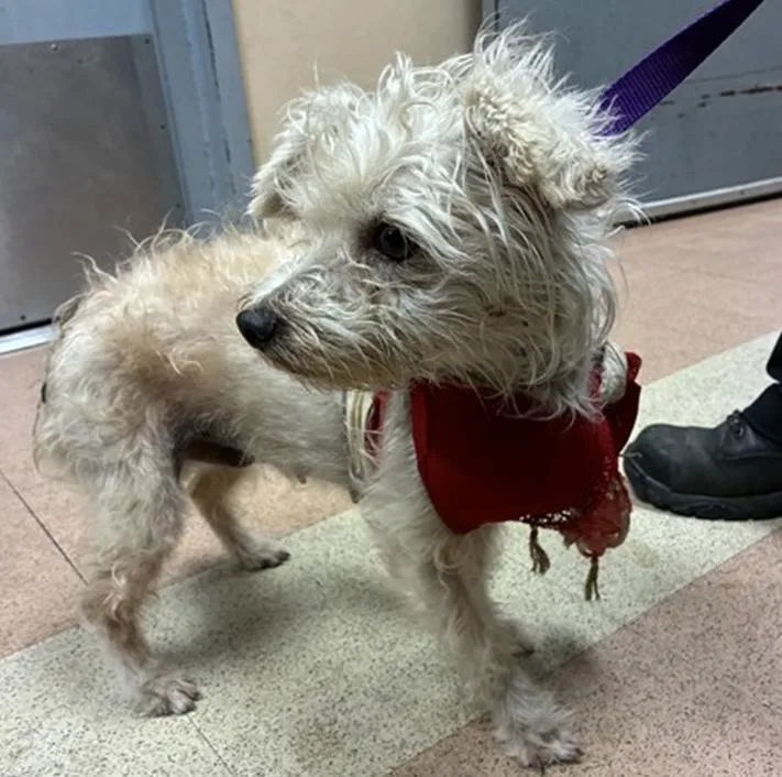 An adult small-sized female Poodle dog named Leche for adoption in Pacifica, CA