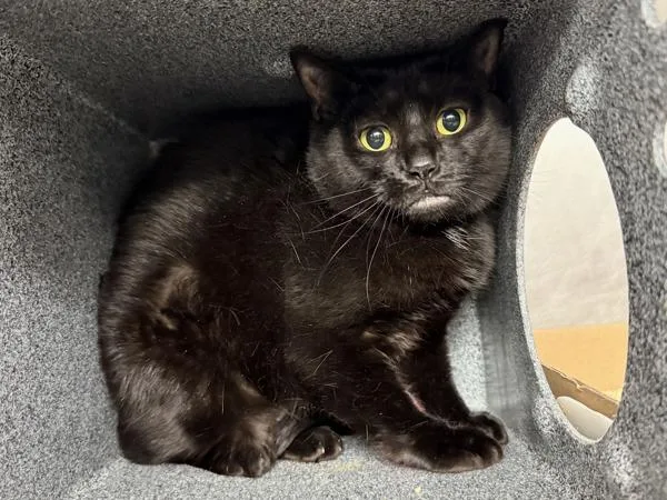 An adult large-sized female Domestic Short Hair cat named Midnight for adoption in New York, NY