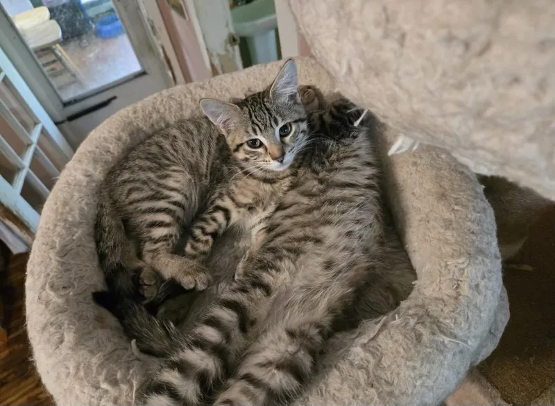 A baby medium-sized male Tabby (Buff / Tan / Fawn) Domestic Short Hair cat named Abbot & Costello for adoption in Howell, MI
