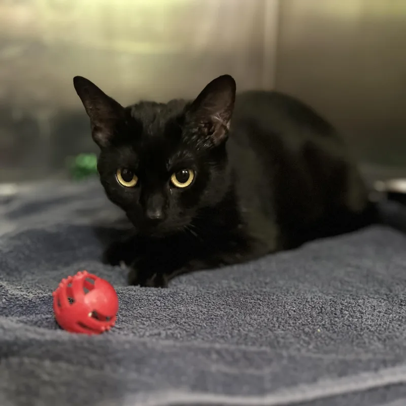 A baby medium-sized female Domestic Short Hair cat named Lara for adoption in Norwalk, CT