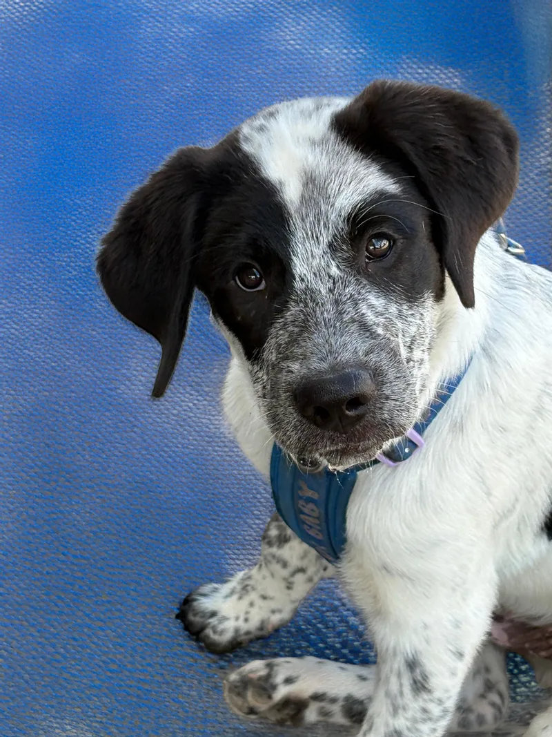 Meet Panda Part dog thumbnail 2
