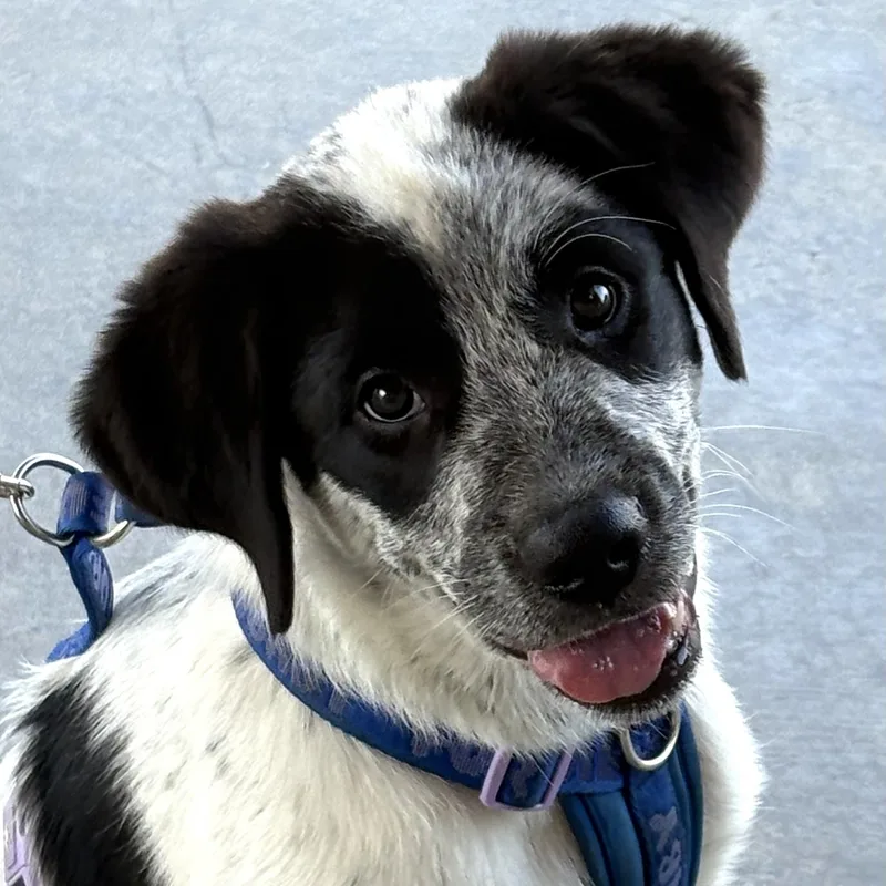 Meet Panda Part dog thumbnail 3