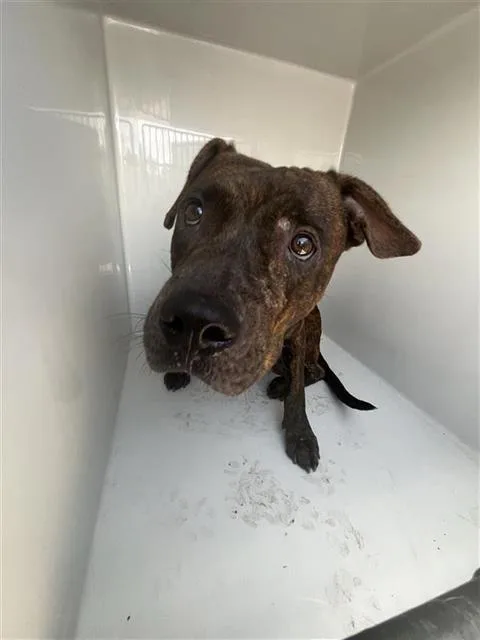 An adult medium-sized male Pit Bull Terrier dog named A for adoption in Houston, TX