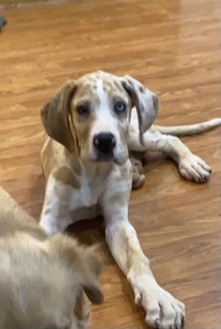 Dane Dawgs : Quinn