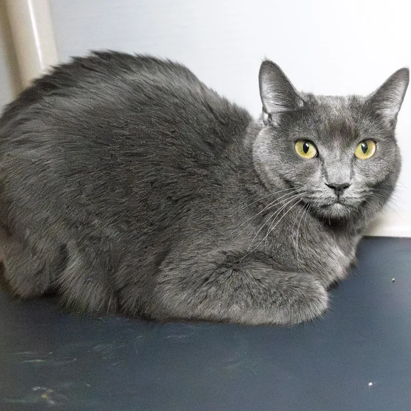 An adult medium-sized female Gray / Blue / Silver Domestic Short Hair cat named Violet for adoption in South Elgin, IL