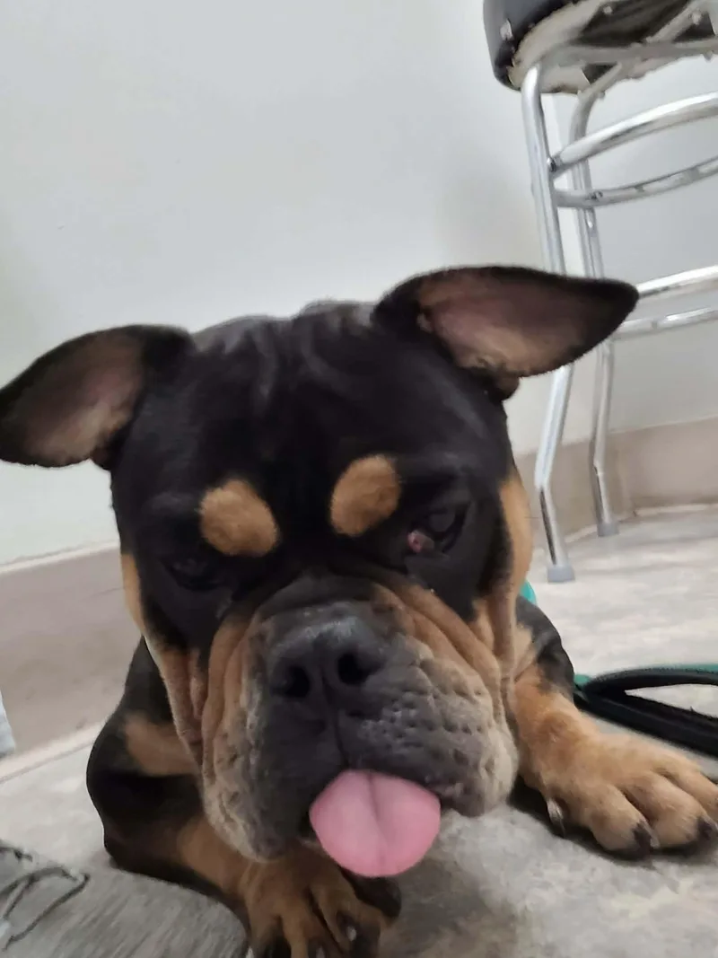 A young medium-sized female Bicolor English Bulldog dog named Josie for adoption in Palmdale, CA
