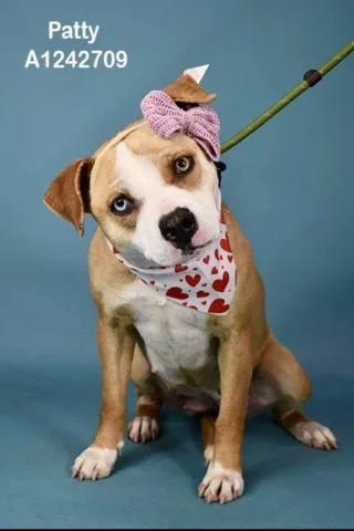 Patty Urgent! Longtime