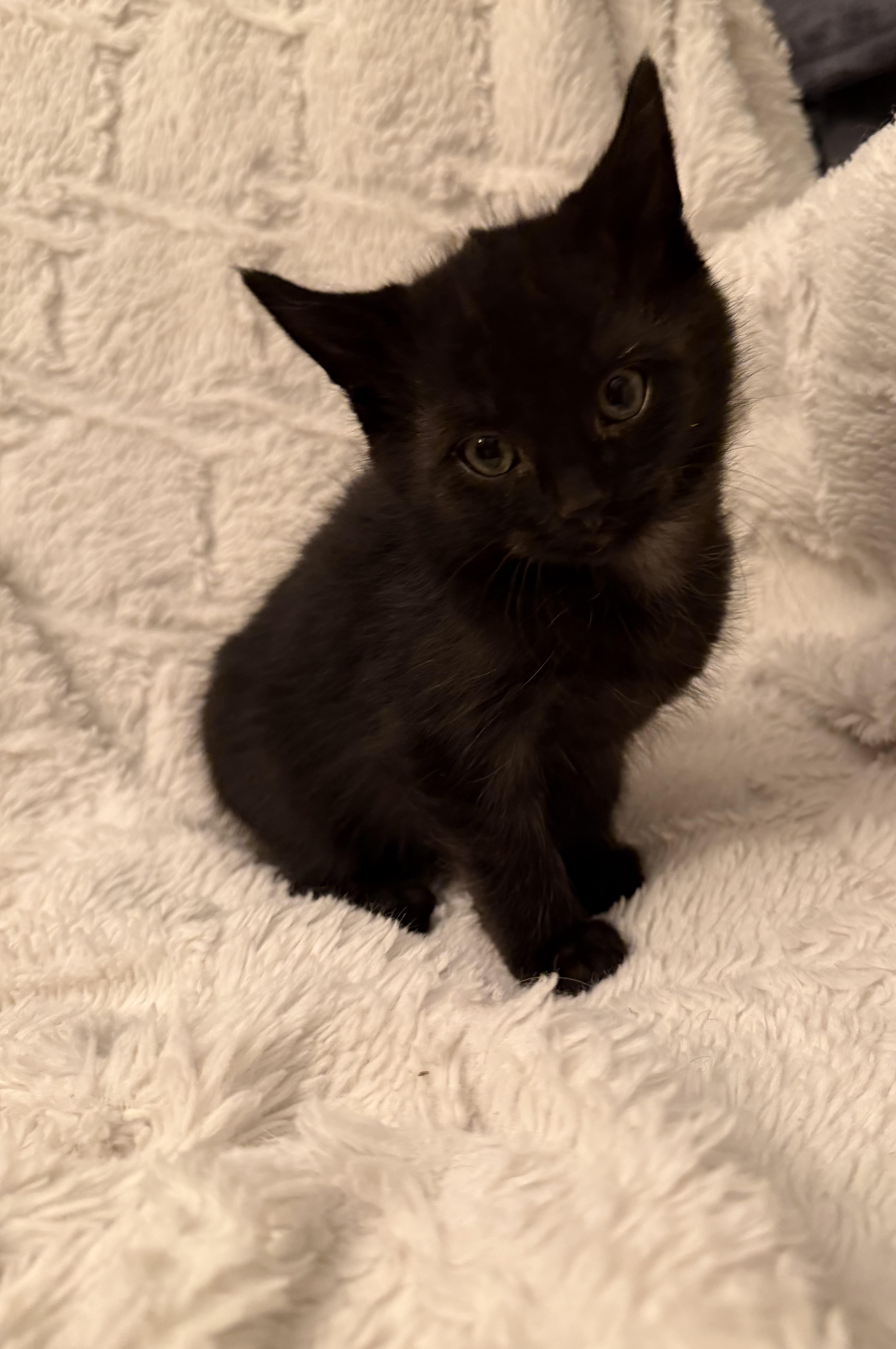 A baby medium-sized male Domestic Short Hair cat named Moe for adoption in Ephrata, WA