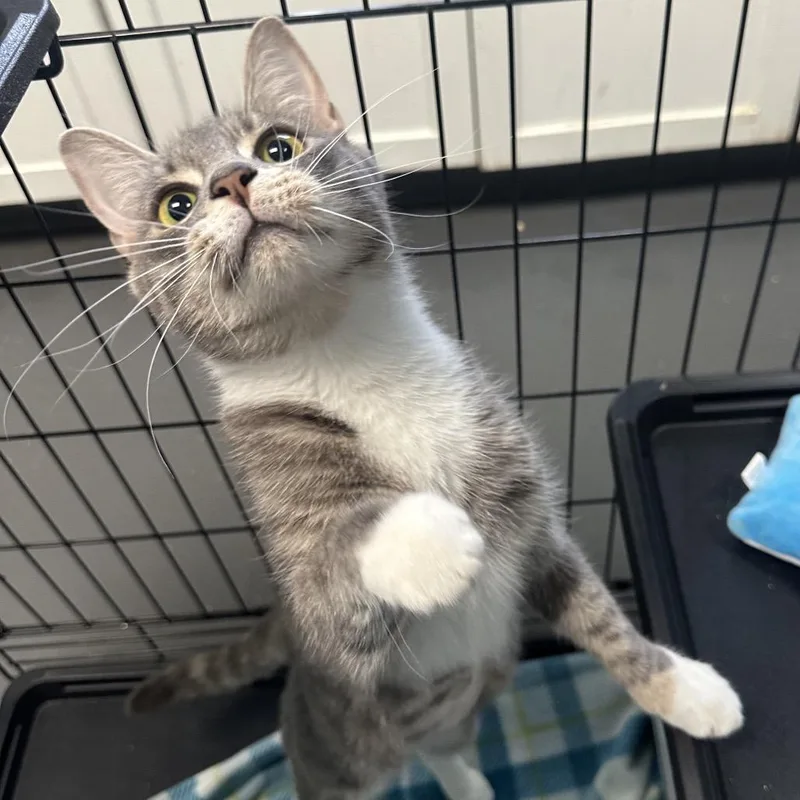 An adult medium-sized female Gray / Blue / Silver Domestic Short Hair cat named Root Beer Float for adoption in Troy, VA