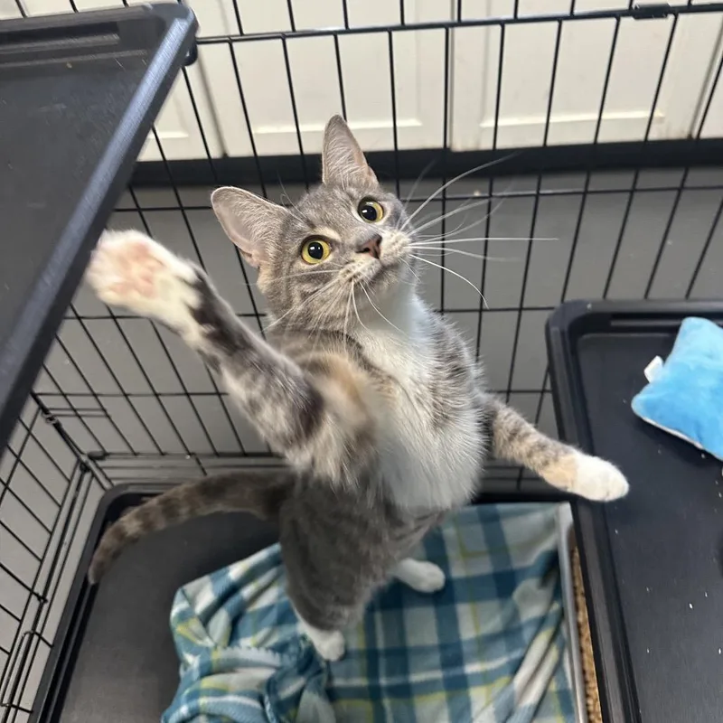 Root Beer Float thumbnail 2