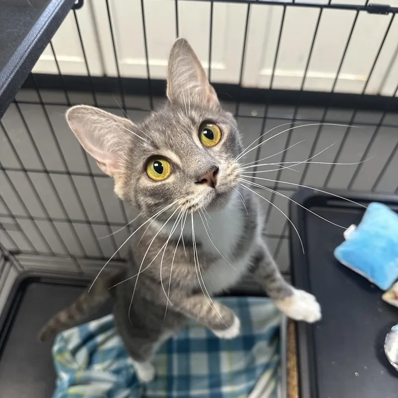 Root Beer Float thumbnail 3