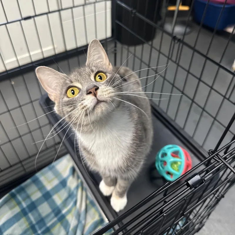 Root Beer Float thumbnail 4