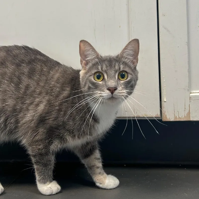 Root Beer Float thumbnail 5