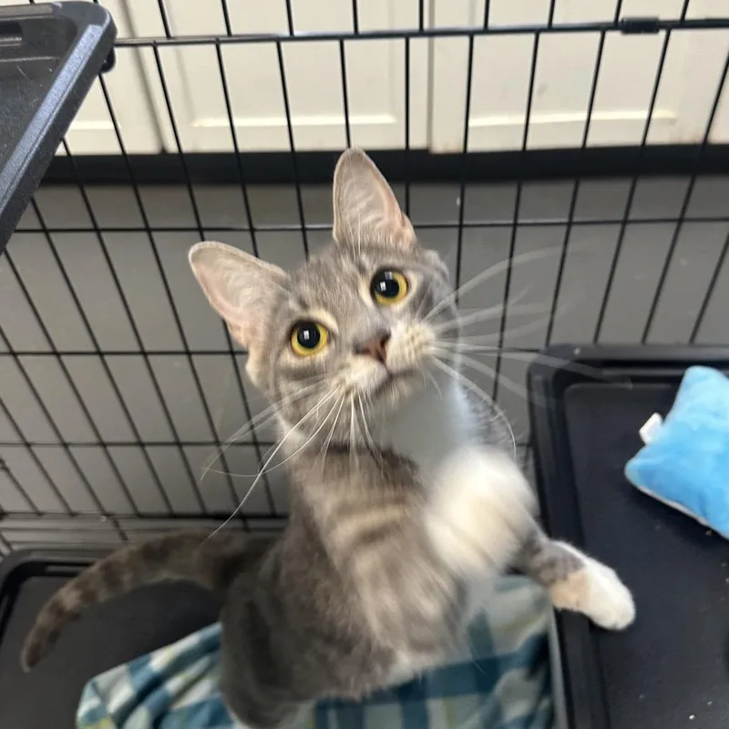 Root Beer Float thumbnail 6