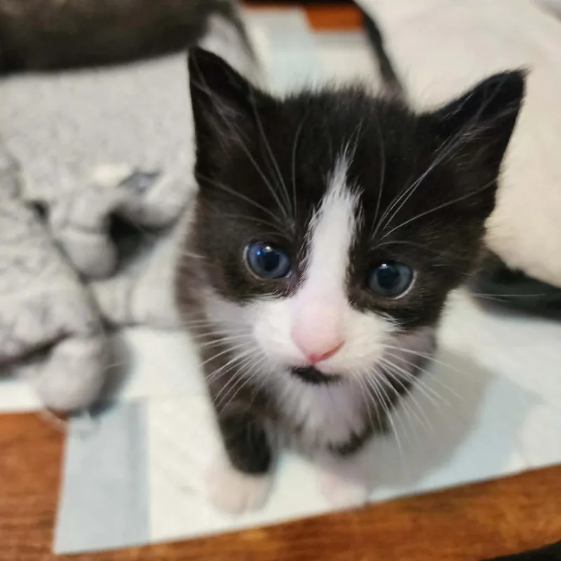 A baby small-sized male Black Domestic Short Hair cat named Yoshi for adoption in Reisterstown, MD