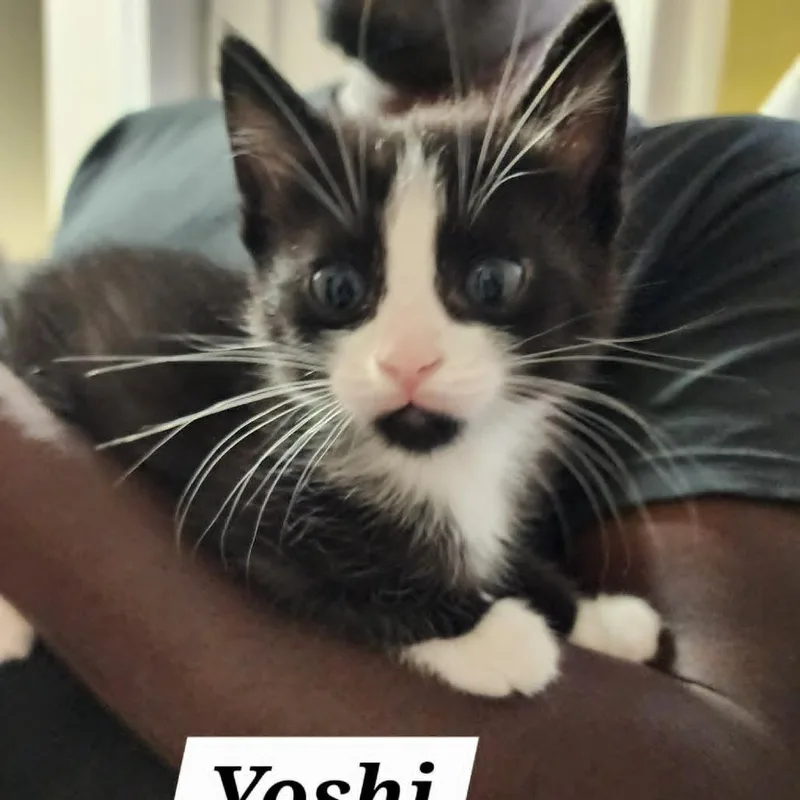 Yoshi thumbnail 3