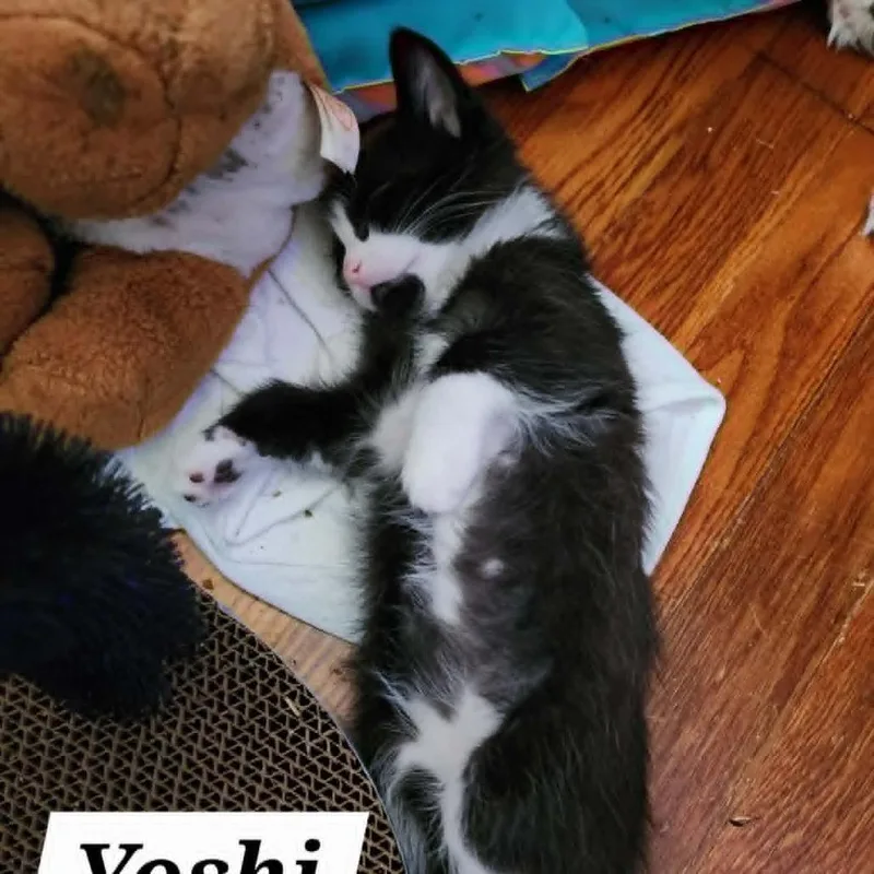 Yoshi thumbnail 4