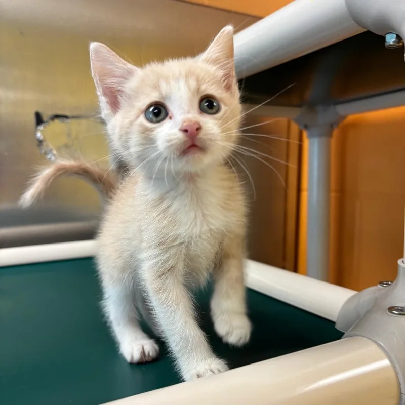 A baby small-sized male Orange / Red Domestic Short Hair cat named Leaf for adoption in Roxboro, NC