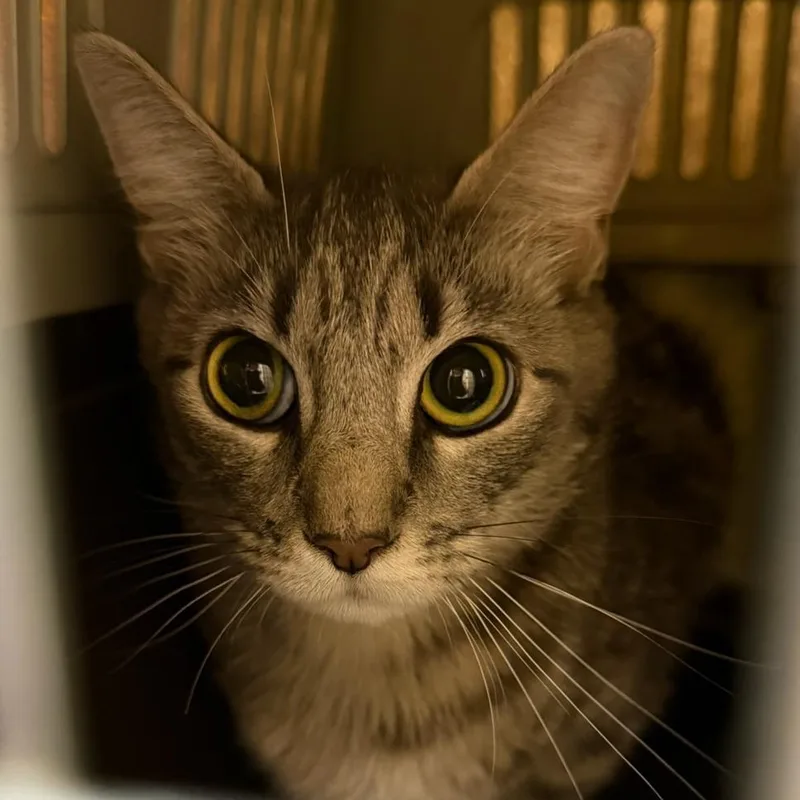 A young small-sized female Gray / Blue / Silver Domestic Short Hair cat named Fritura for adoption in Springfield, MA