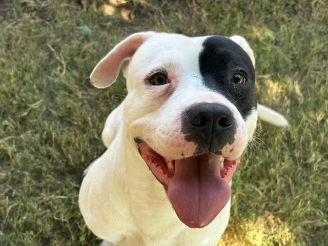 A young medium-sized male Pit Bull Terrier dog named Jax for adoption in Tulsa, OK