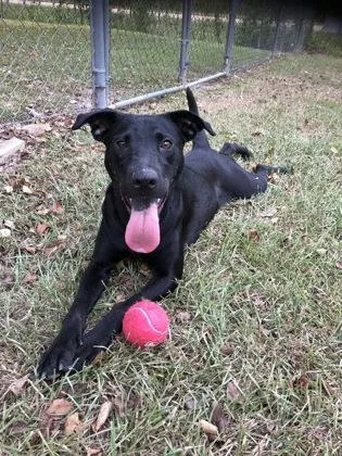 An adult large-sized female Mixed Breed dog named Sally for adoption in Covington, LA